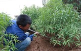 Nông dân ở Nhật Tân tất bật chăm đào tuốt lá