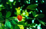 Hà Nội mùa cây bàng đỏ lá