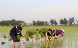 Những chiến sĩ công an hăng hái xuống đồng giúp dân cấy lúa