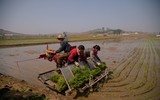 Hàn Quốc hỗ trợ 50.000 tấn gạo cho người dân Triều Tiên