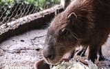 [ẢNH] Đầu năm Tý xem chuột khổng lồ nặng đến 100kg nhưng đặc biệt hiền lành ở Hà Nội
