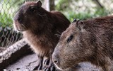 [ẢNH] Đầu năm Tý xem chuột khổng lồ nặng đến 100kg nhưng đặc biệt hiền lành ở Hà Nội