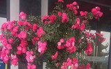 Rực rỡ ngàn hoa tại Fansipan Legend
