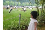 Thu hút hàng vạn lượt khách, vườn thú bán hoang dã tại Quy Nhơn có gì lạ?