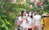 Những điểm check in với hoa tường vi ở Hà Nội