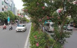 Tường vi khoe sắc trên phố phường Hà Nội