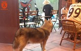 Chó thả rông ở Hà Nội, chủ nuôi sẽ bị phạt