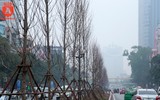 Hà Nội: Hàng cây phong lá đỏ được trồng trên đường Trần Duy Hưng