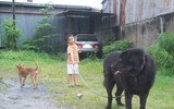 [ẢNH] Chó ngao Tây Tạng - mối đe dọa chết người khoác áo 