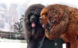 [ẢNH] Chó ngao Tây Tạng - mối đe dọa chết người khoác áo 