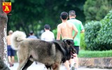 Hà Nội: Báo động tình trạng chó thả rông bất chấp nhiều tai nạn chết người