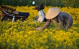 Giới trẻ Hà thành rạng rỡ ‘check in’ tại cánh đồng hoa cúc chi