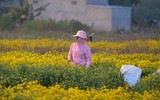 Giới trẻ Hà thành rạng rỡ ‘check in’ tại cánh đồng hoa cúc chi