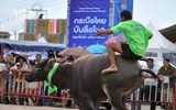 Biến chọi trâu thành đua trâu như tại Thái Lan, tại sao không?