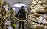 Mỹ tiêu hủy 2 tấn ngà voi và đồ tạo tác buôn bán trái phép