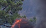 Cháy rừng nghiêm trọng, Bồ Đào Nha cầu cứu EU hỗ trợ dập lửa