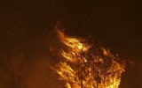 Cháy rừng nghiêm trọng, Bồ Đào Nha cầu cứu EU hỗ trợ dập lửa