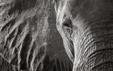 [ẢNH] Ảnh hiếm về loài voi có ngà to như voi ma mút cổ đại