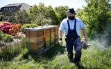 [ẢNH] Tù nhân Đức bảo tồn loài ong và sản xuất mật ong ở trong tù