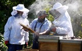 [ẢNH] Tù nhân Đức bảo tồn loài ong và sản xuất mật ong ở trong tù