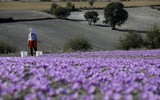 [ẢNH] Khám phá việc thu hoạch Saffron – 