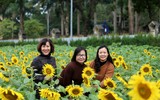 Hơn 2.000 mét vuông hoa hướng dương rực rỡ Hoàng thành Thăng Long