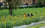 Hơn 2.000 mét vuông hoa hướng dương rực rỡ Hoàng thành Thăng Long