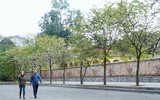 Ngắm hoa ban nở tím trên đường Hoàng Diệu, Bắc Sơn (Hà Nội)