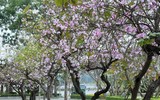 Ngắm hoa ban nở tím trên đường Hoàng Diệu, Bắc Sơn (Hà Nội)
