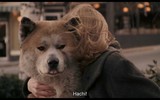 [ẢNH] Những chú chó trung thành nhất thế giới mà con người phải rơi nước mắt tiếc thương