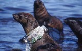 [ẢNH] Rác thải nhựa đang giết chết động vật như thế nào?