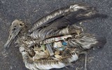 [ẢNH] Rác thải nhựa đang giết chết động vật như thế nào?