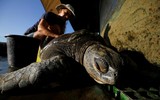 [ẢNH] Bên trong trung tâm nuôi dưỡng loài rùa có nguy cơ tuyệt chủng