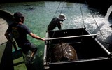 [ẢNH] Bên trong trung tâm nuôi dưỡng loài rùa có nguy cơ tuyệt chủng