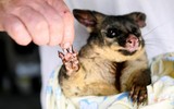 [ẢNH] Xúc động những hình ảnh giải cứu động vật bị nguy hiểm do cháy rừng tại Australia