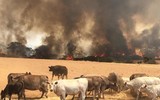 [ẢNH] Xúc động những hình ảnh giải cứu động vật bị nguy hiểm do cháy rừng tại Australia