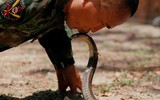 [Ảnh] Lính Thái- Mỹ uống máu rắn trong tập trận Hổ Mang Vàng