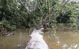 Ngập lụt tại TP Cần Thơ: Người dân khóc 