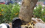 [ẢNH] Những cây đào được 
