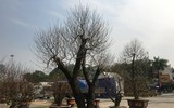 [ẢNH] Những cây đào được 