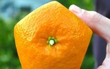 [ẢNH] Lạ mắt trái cây Tết mang ngoại hình 
