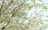 [ẢNH] Mọi miền đất nước bước vào mùa hoa tháng 3 đẹp mê hồn