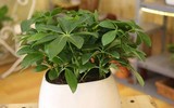 [ẢNH] 12 loại cây giúp đuổi muỗi, an toàn khi trồng trong nhà