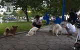 Hà Nội: Nhan nhản chó thả rông không đeo rọ mõm