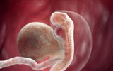 Kì diệu quá trình hình thành và phát triển của thai nhi