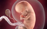 Kì diệu quá trình hình thành và phát triển của thai nhi