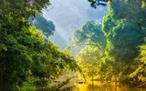 [Ảnh] Xót xa vẻ đẹp huyền bí của rừng rậm Amazon trước khi xảy cháy kinh hoàng