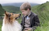 [ẢNH] Nhìn từ phim Cậu vàng điểm lại những bộ phim cảm động nhất mọi thời đại về loài chó
