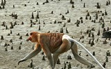 [ẢNH] Sửng sốt với hình ảnh những loài động vật kỳ lạ nhất hành tinh