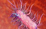 [ẢNH] Những điều cần biết về Whitmore- Bệnh truyền nhiễm có nguy cơ gây tử vong